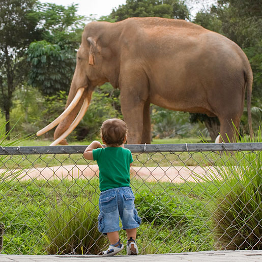 Zoobesuch mit Kindern - Kleinkind sieht sich Elefant im Zoo an